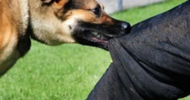 تعرف على القوانين المتعلقة بترخيص الكلب 2 تعرف على القوانين المتعلقة بترخيص الكلب