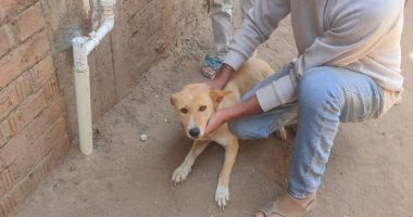 4 حالات يجب على حائز الحيوانات إبلاغ السلطة عنها، أبرزها الإصابة بمرض معدٍ 2 4 حالات يجب على حائز الحيوانات إبلاغ السلطة عنها، أبرزها الإصابة بمرض معدٍ