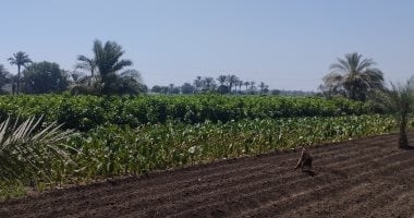 زيادة قيمة الإنتاج الزراعي إلى مليار و797 مليون جنيه في العام المالي 22/23 2 زيادة قيمة الإنتاج الزراعي إلى مليار و797 مليون جنيه في العام المالي 22/23