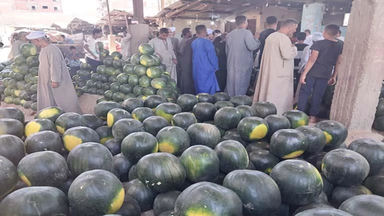 أسعار البطيخ تنخفض 50% بسبب زيادة العرض في الأسواق 2 أسعار البطيخ تنخفض 50% بسبب زيادة العرض في الأسواق