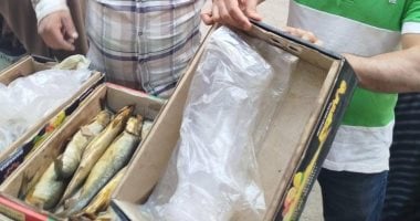 مديرية تموين الجيزة تضبط 1.3 طن من الفسيخ والرنجة غير الصالحة للاستهلاك البشري 2 مديرية تموين الجيزة تضبط 1.3 طن من الفسيخ والرنجة غير الصالحة للاستهلاك البشري