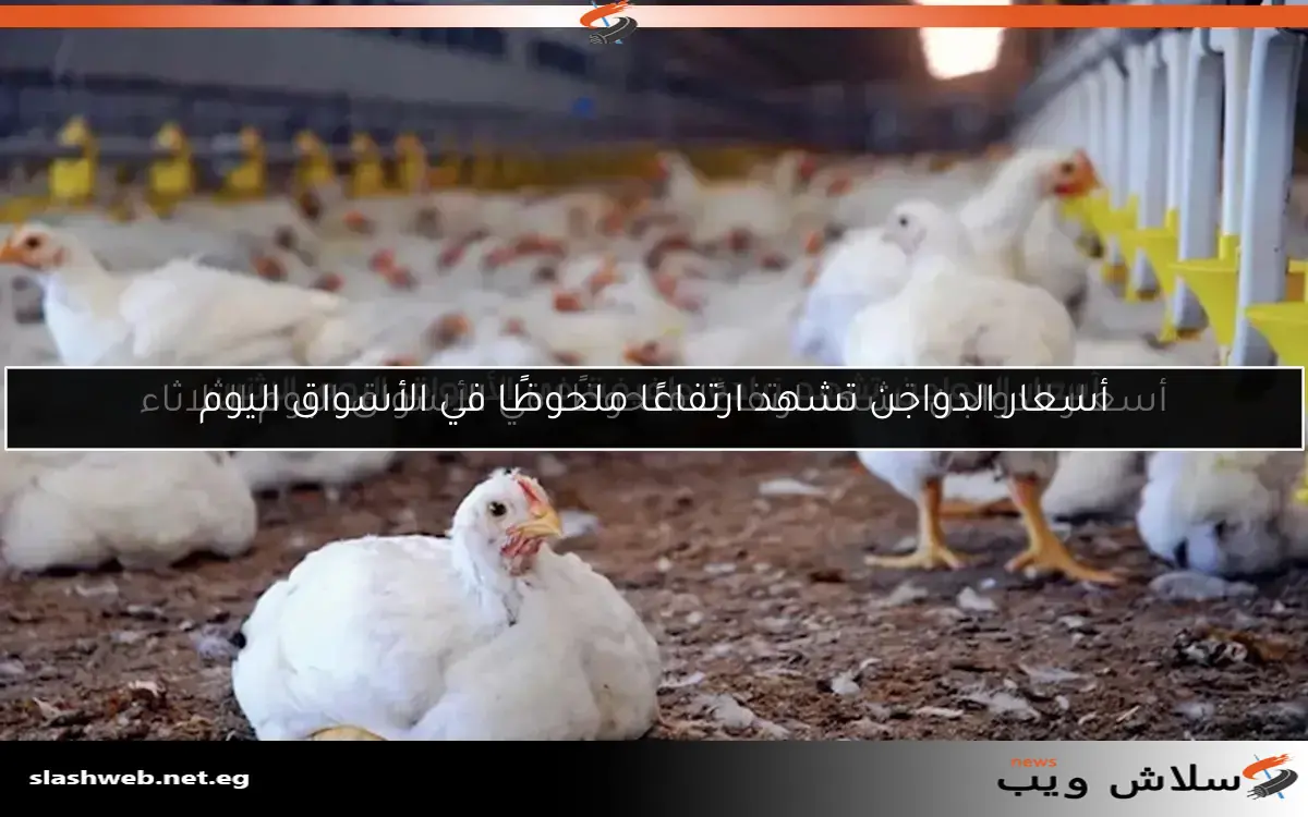 زيادة أسعار الدواجن في الأسواق اليوم الاثنين 2 زيادة أسعار الدواجن في الأسواق اليوم الاثنين