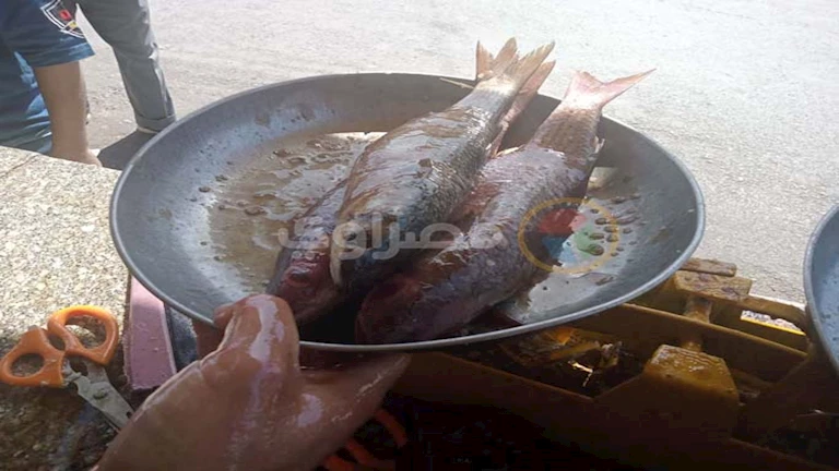 شعبة الأسماك: ارتفاع ملحوظ في أسعار الفسيخ والرنجة خلال "شم النسيم" 2 شعبة الأسماك: ارتفاع ملحوظ في أسعار الفسيخ والرنجة خلال “شم النسيم”