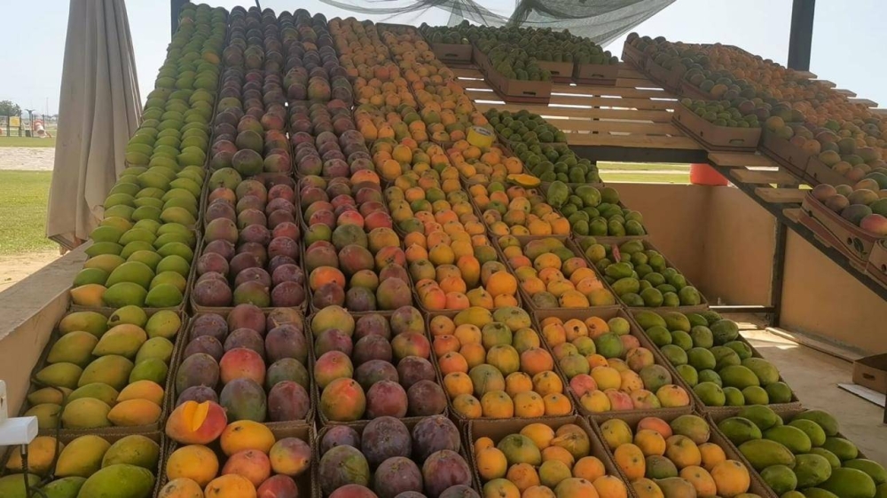 بدء حصاد وتوزيع آلاف الأطنان من مانجو جازان في الأسواق 2 بدء حصاد وتوزيع آلاف الأطنان من مانجو جازان في الأسواق