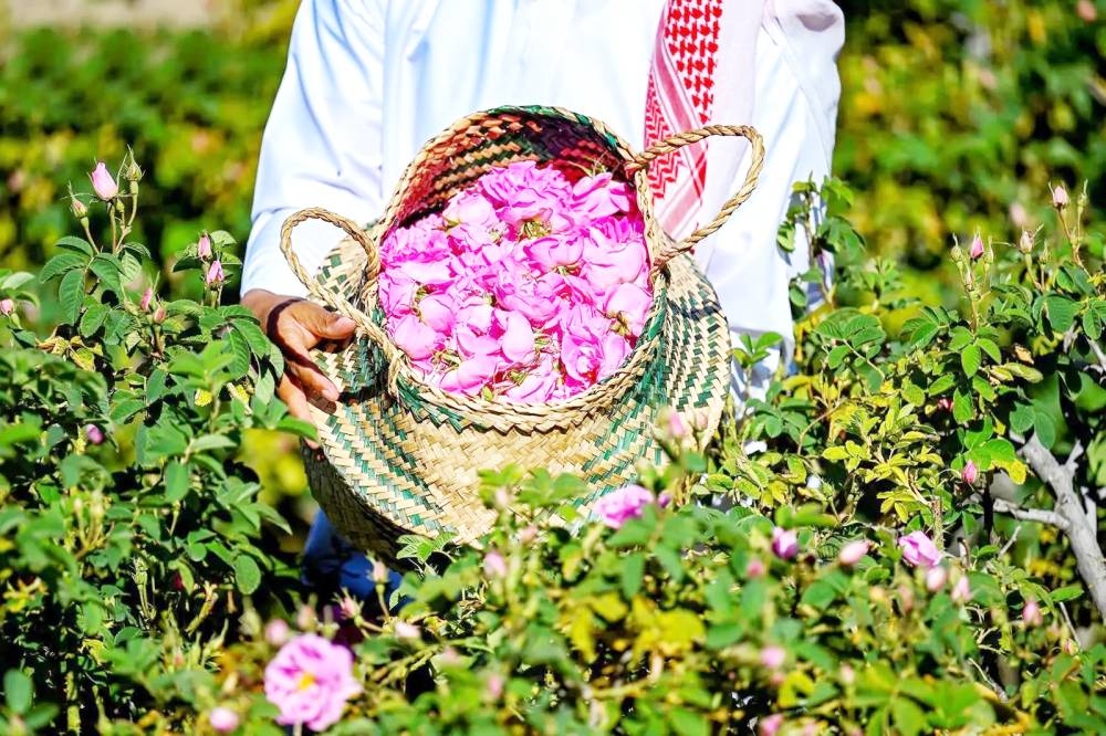 إنتاج 750 مليون وردة في ريف السعودية خلال عام 2 إنتاج 750 مليون وردة في ريف السعودية خلال عام