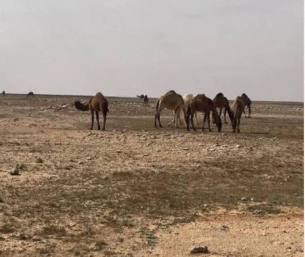 إلقاء القبض على مواطن بسبب مخالفة الرعي في محمية الإمام تركي بن عبدالله 2 إلقاء القبض على مواطن بسبب مخالفة الرعي في محمية الإمام تركي بن عبدالله