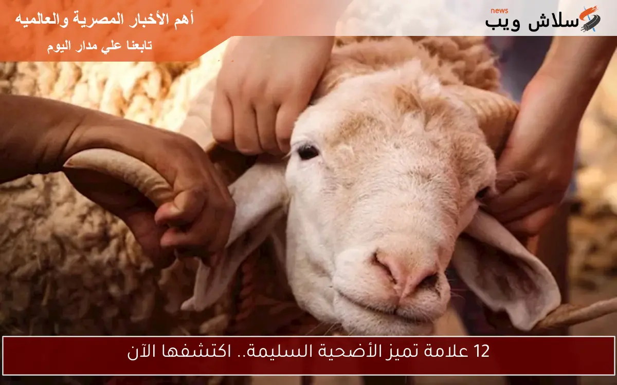 12 علامة تميز الأضحية السليمة.. اكتشفها الآن
