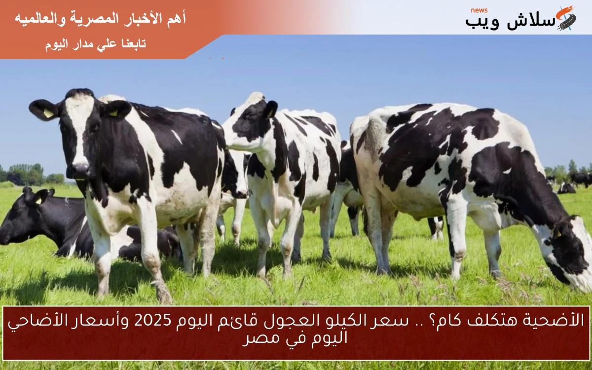 الأضحية هتكلف كام؟ .. سعر الكيلو العجول قائم اليوم 2025 وأسعار الأضاحي اليوم في مصر
