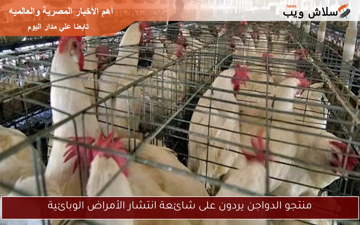 منتجو الدواجن يردون على شائعة انتشار الأمراض الوبائية