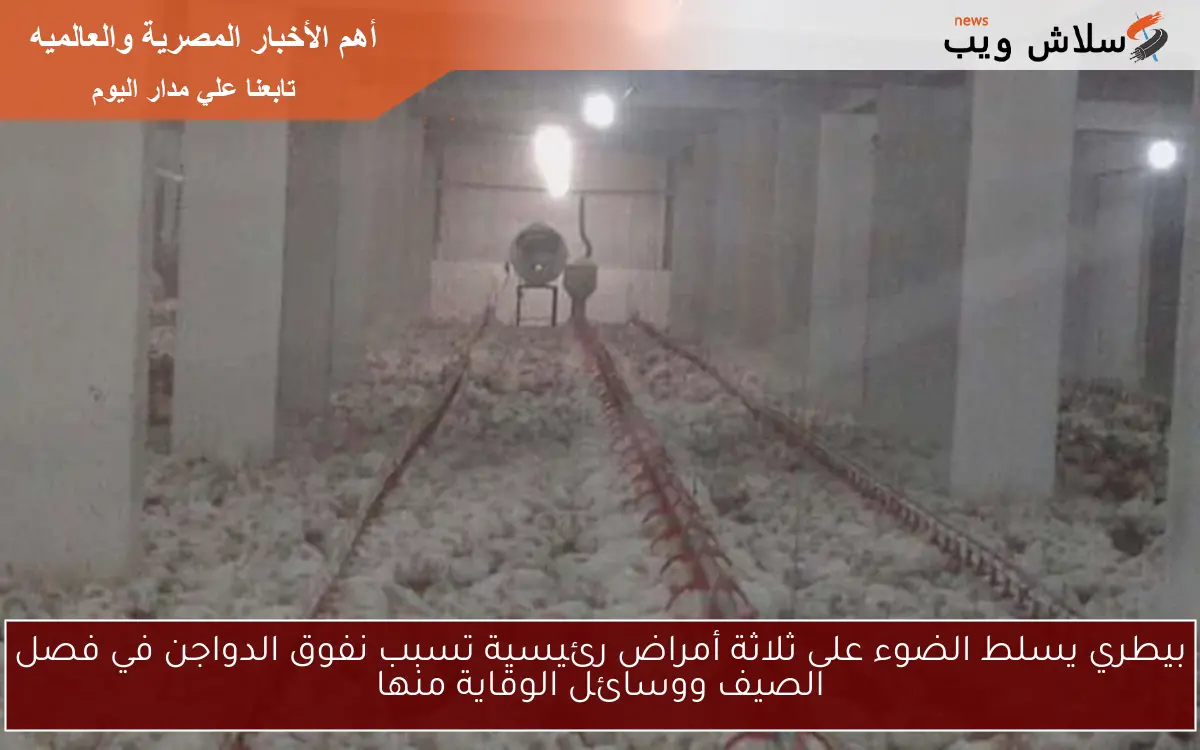 بيطري يسلط الضوء على ثلاثة أمراض رئيسية تسبب نفوق الدواجن في فصل الصيف ووسائل الوقاية منها