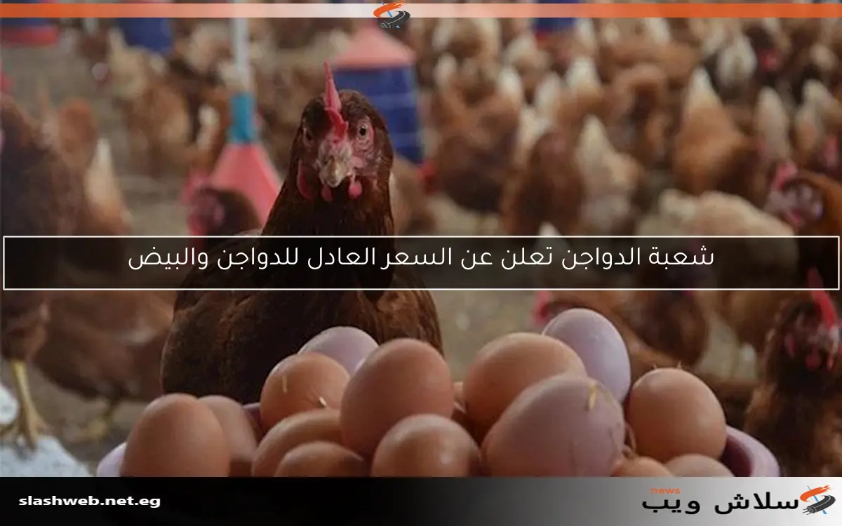 شعبة الدواجن تعلن عن السعر العادل للدواجن والبيض 2 شعبة الدواجن تعلن عن السعر العادل للدواجن والبيض