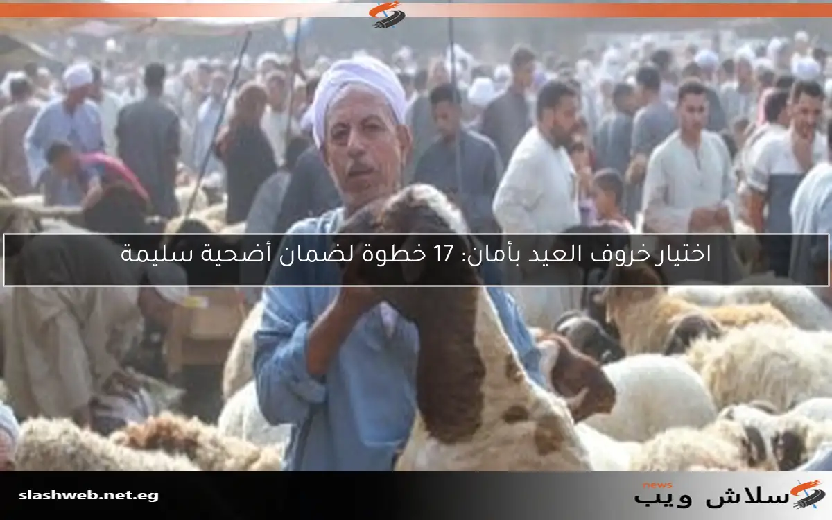 اختيار خروف العيد بأمان: 17 خطوة لضمان أضحية سليمة 2 اختيار خروف العيد بأمان: 17 خطوة لضمان أضحية سليمة