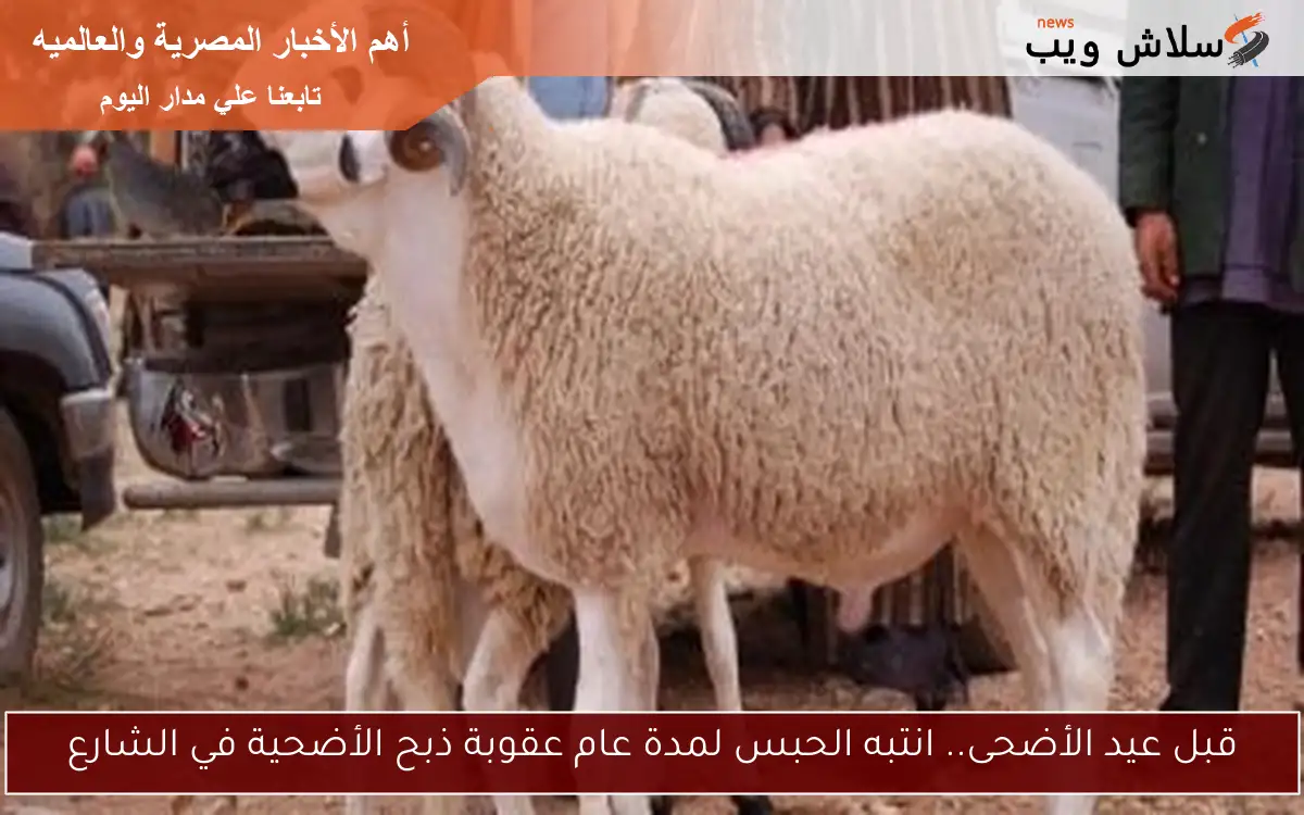 قبل عيد الأضحى.. انتبه الحبس لمدة عام عقوبة ذبح الأضحية في الشارع 2 قبل عيد الأضحى.. انتبه الحبس لمدة عام عقوبة ذبح الأضحية في الشارع