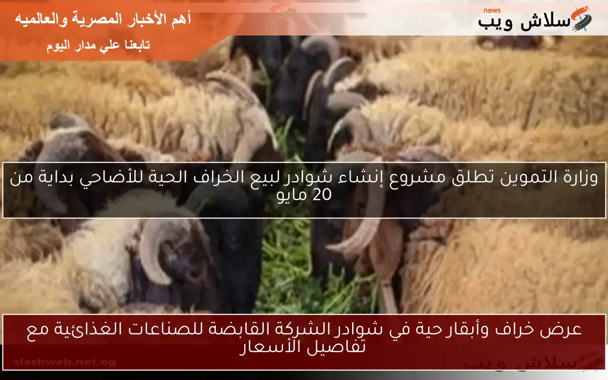 عرض خراف وأبقار حية في شوادر الشركة القابضة للصناعات الغذائية مع تفاصيل الأسعار 2 عرض خراف وأبقار حية في شوادر الشركة القابضة للصناعات الغذائية مع تفاصيل الأسعار