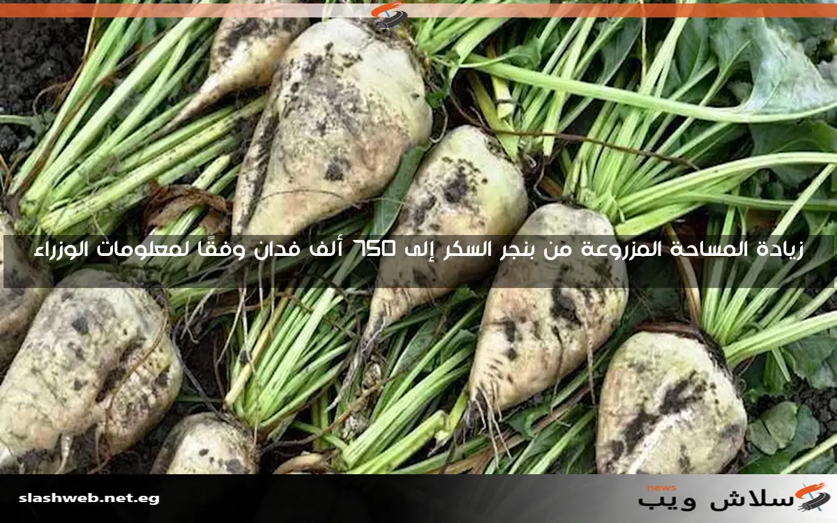 زيادة المساحة المزروعة من بنجر السكر إلى 750 ألف فدان وفقًا لمعلومات الوزراء 2 زيادة المساحة المزروعة من بنجر السكر إلى 750 ألف فدان وفقًا لمعلومات الوزراء