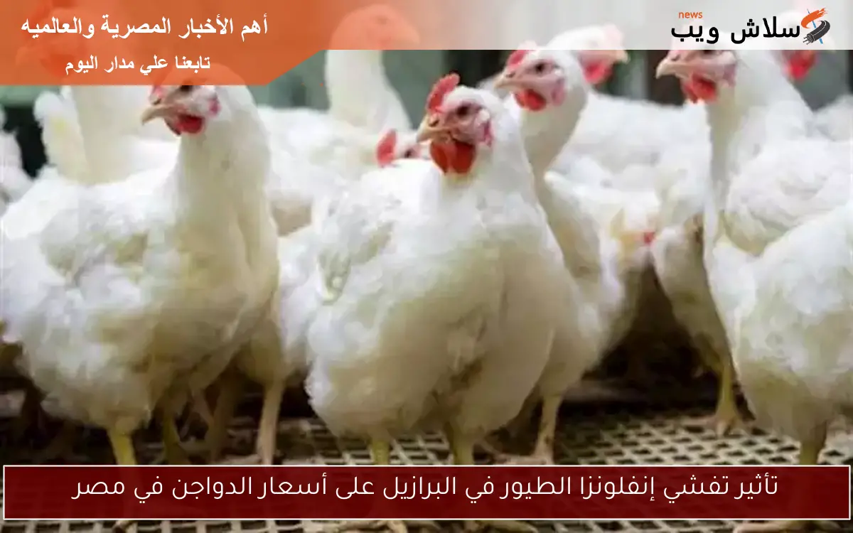 تأثير تفشي إنفلونزا الطيور في البرازيل على أسعار الدواجن في مصر