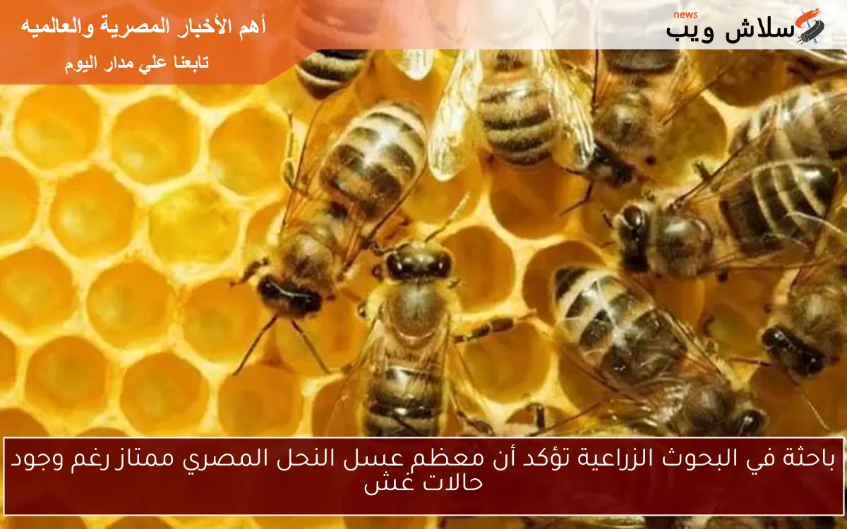 باحثة في البحوث الزراعية تؤكد أن معظم عسل النحل المصري ممتاز رغم وجود حالات غش