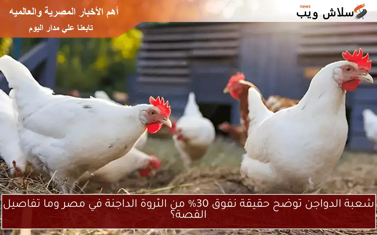 شعبة الدواجن توضح حقيقة نفوق 30% من الثروة الداجنة في مصر وما تفاصيل القصة؟