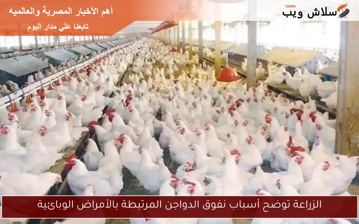 الزراعة توضح أسباب نفوق الدواجن المرتبطة بالأمراض الوبائية