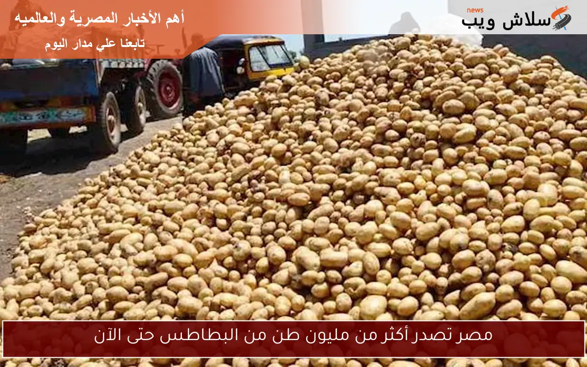 مصر تصدر أكثر من مليون طن من البطاطس حتى الآن