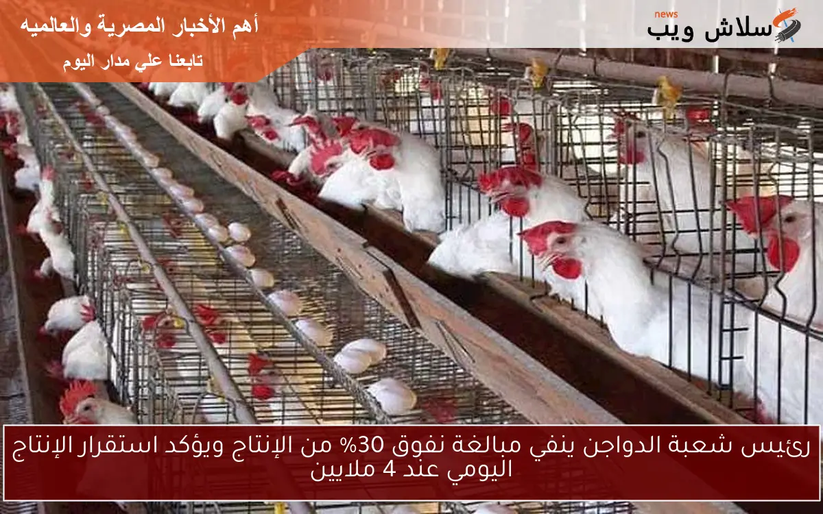 رئيس شعبة الدواجن ينفي مبالغة نفوق 30% من الإنتاج ويؤكد استقرار الإنتاج اليومي عند 4 ملايين