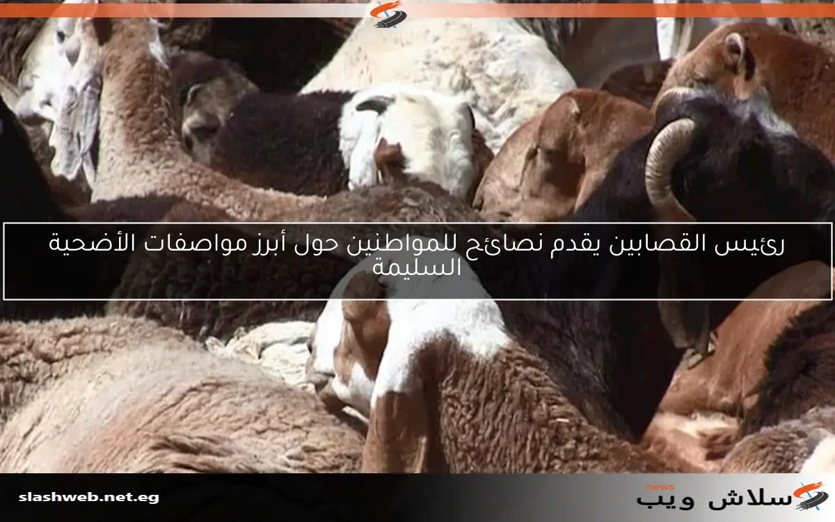 رئيس القصابين يقدم نصائح للمواطنين حول أبرز مواصفات الأضحية السليمة 2 رئيس القصابين يقدم نصائح للمواطنين حول أبرز مواصفات الأضحية السليمة
