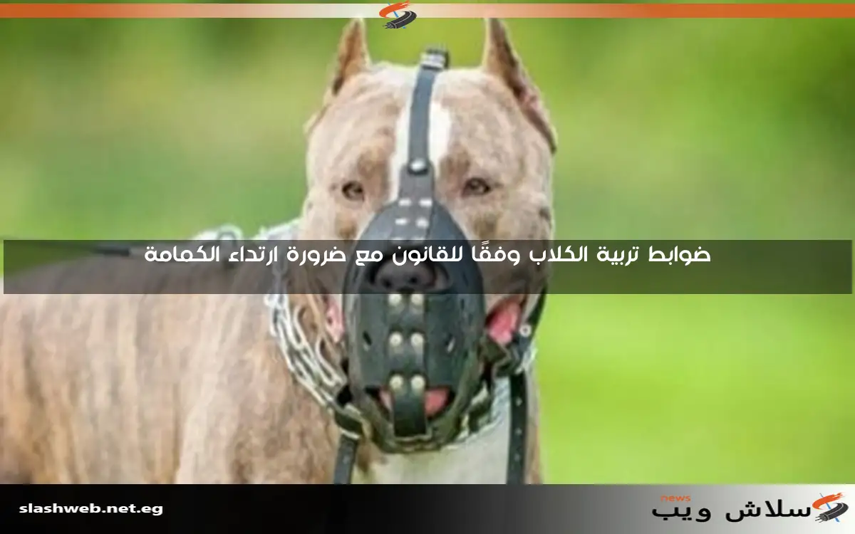 ضوابط تربية الكلاب وفقًا للقانون مع ضرورة ارتداء الكمامة 2 ضوابط تربية الكلاب وفقًا للقانون مع ضرورة ارتداء الكمامة