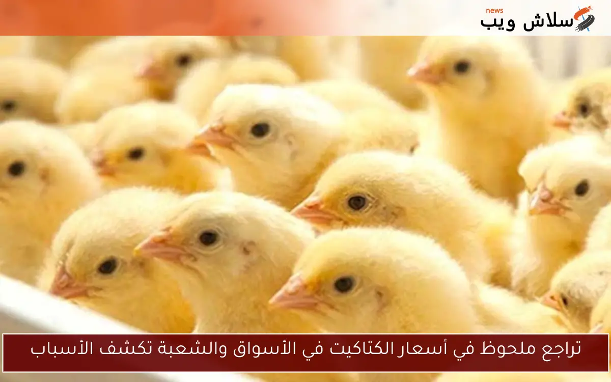 تراجع ملحوظ في أسعار الكتاكيت في الأسواق والشعبة تكشف الأسباب 2 تراجع ملحوظ في أسعار الكتاكيت في الأسواق والشعبة تكشف الأسباب
