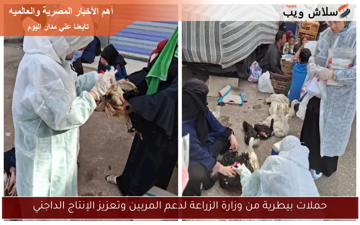 حملات بيطرية من وزارة الزراعة لدعم المربين وتعزيز الإنتاج الداجني