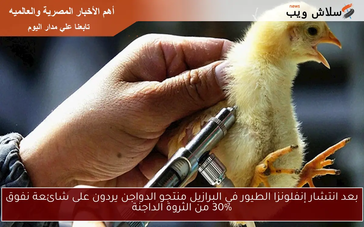 بعد انتشار إنفلونزا الطيور في البرازيل منتجو الدواجن يردون على شائعة نفوق 30% من الثروة الداجنة