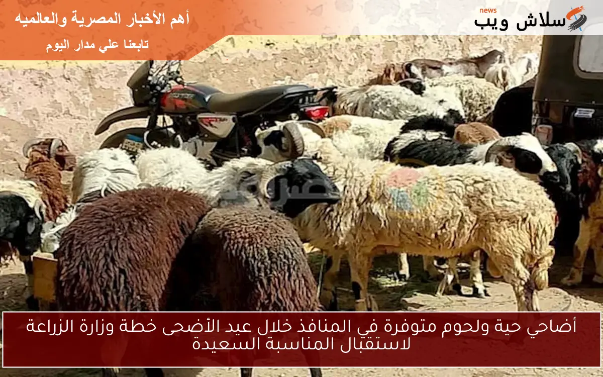 أضاحي حية ولحوم متوفرة في المنافذ خلال عيد الأضحى خطة وزارة الزراعة لاستقبال المناسبة السعيدة