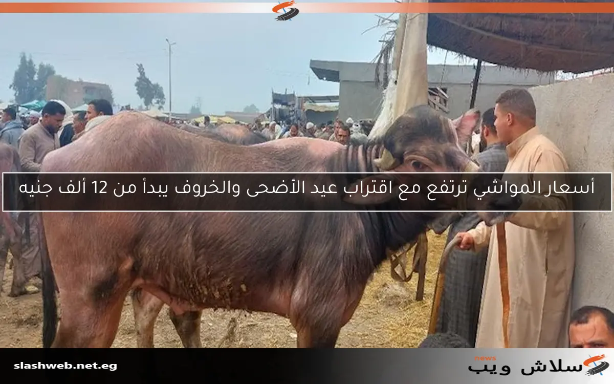 أسعار المواشي ترتفع مع اقتراب عيد الأضحى والخروف يبدأ من 12 ألف جنيه 2 أسعار المواشي ترتفع مع اقتراب عيد الأضحى والخروف يبدأ من 12 ألف جنيه