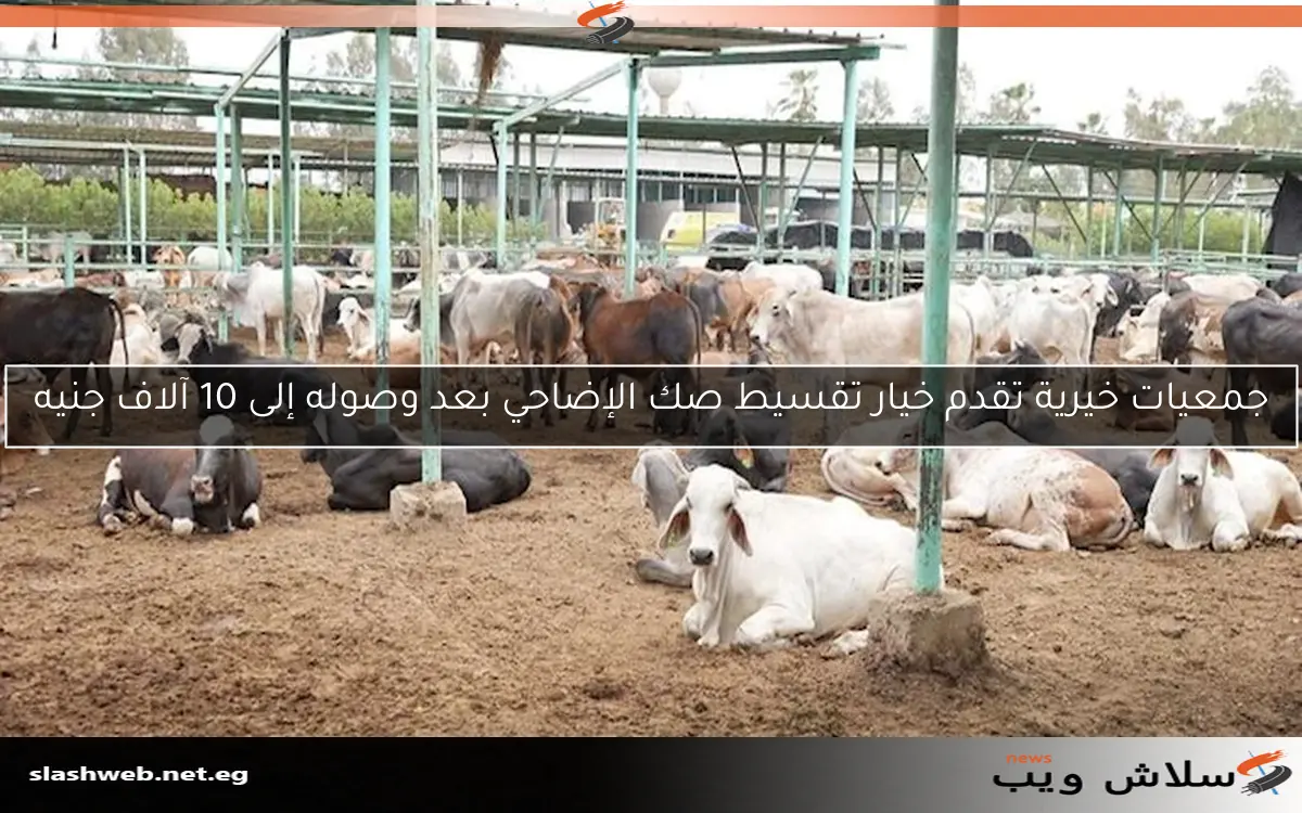 جمعيات خيرية تقدم خيار تقسيط صك الإضاحي بعد وصوله إلى 10 آلاف جنيه 2 جمعيات خيرية تقدم خيار تقسيط صك الإضاحي بعد وصوله إلى 10 آلاف جنيه