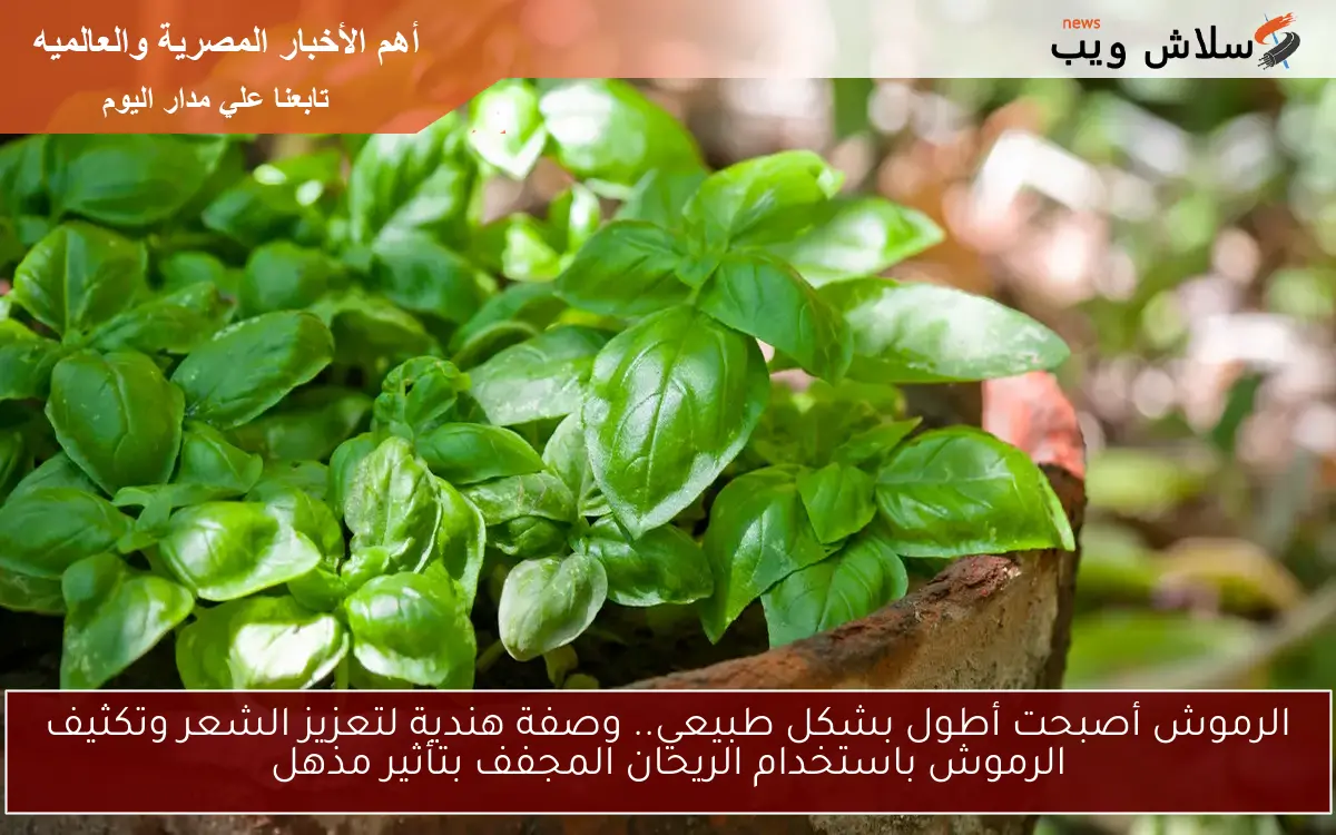 الرموش أصبحت أطول بشكل طبيعي.. وصفة هندية لتعزيز الشعر وتكثيف الرموش باستخدام الريحان المجفف بتأثير مذهل 2 الرموش أصبحت أطول بشكل طبيعي.. وصفة هندية لتعزيز الشعر وتكثيف الرموش باستخدام الريحان المجفف بتأثير مذهل