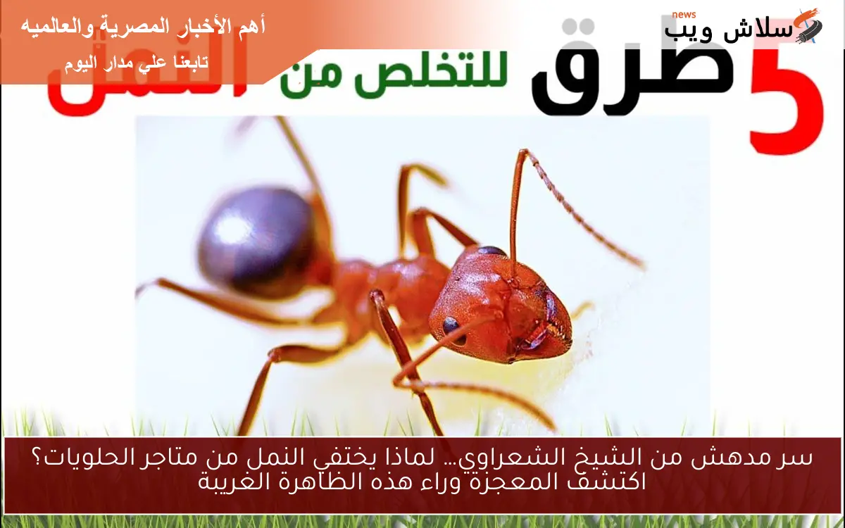 سر مدهش من الشيخ الشعراوي… لماذا يختفي النمل من متاجر الحلويات؟ اكتشف المعجزة وراء هذه الظاهرة الغريبة 2 سر مدهش من الشيخ الشعراوي… لماذا يختفي النمل من متاجر الحلويات؟ اكتشف المعجزة وراء هذه الظاهرة الغريبة