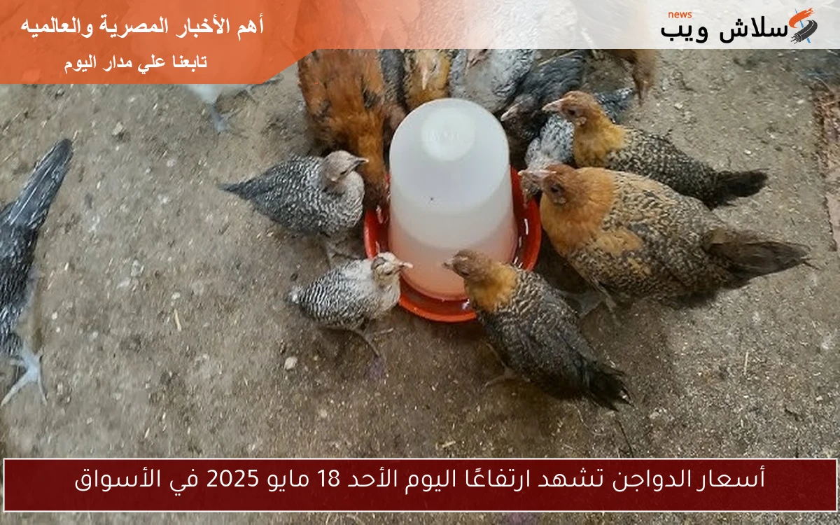 أسعار الدواجن تشهد ارتفاعًا اليوم الأحد 18 مايو 2025 في الأسواق