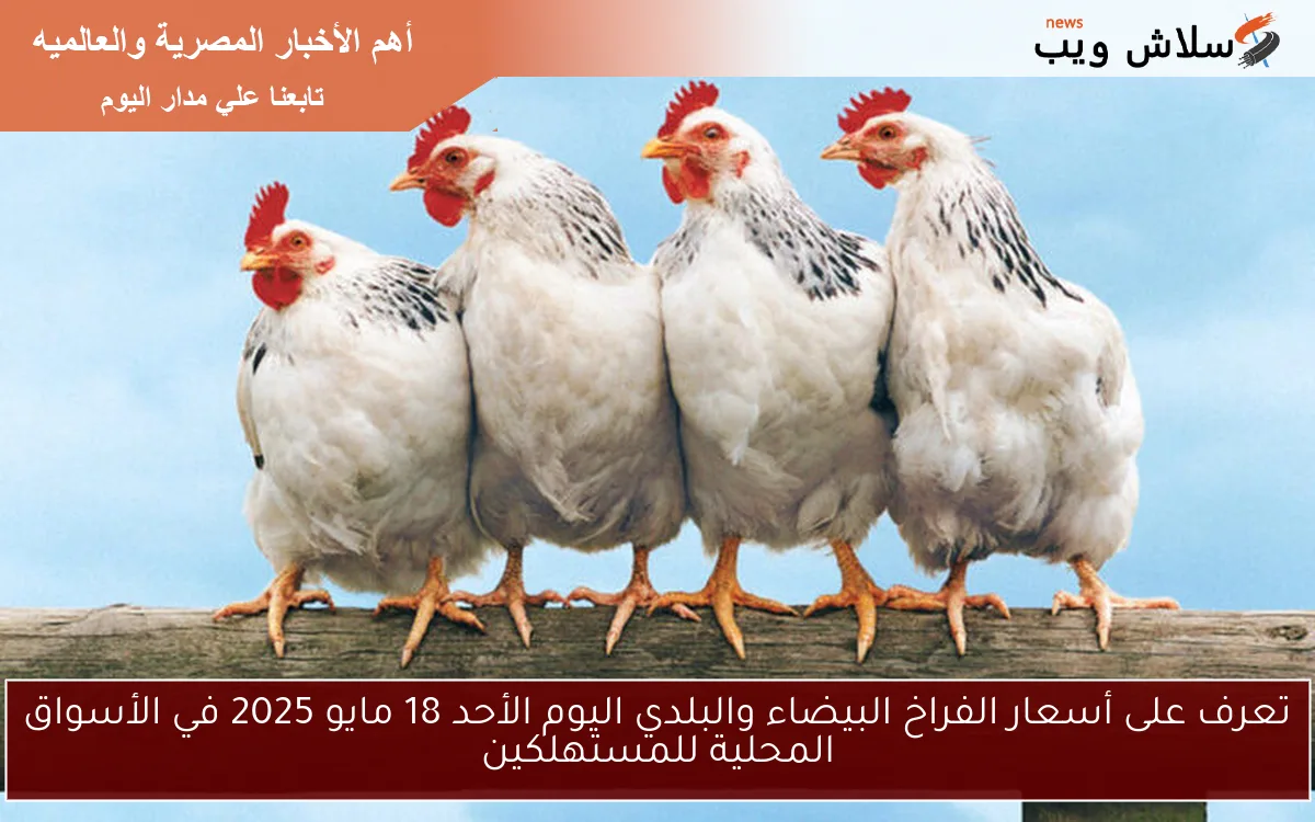تعرف على أسعار الفراخ البيضاء والبلدي اليوم الأحد 18 مايو 2025 في الأسواق المحلية للمستهلكين