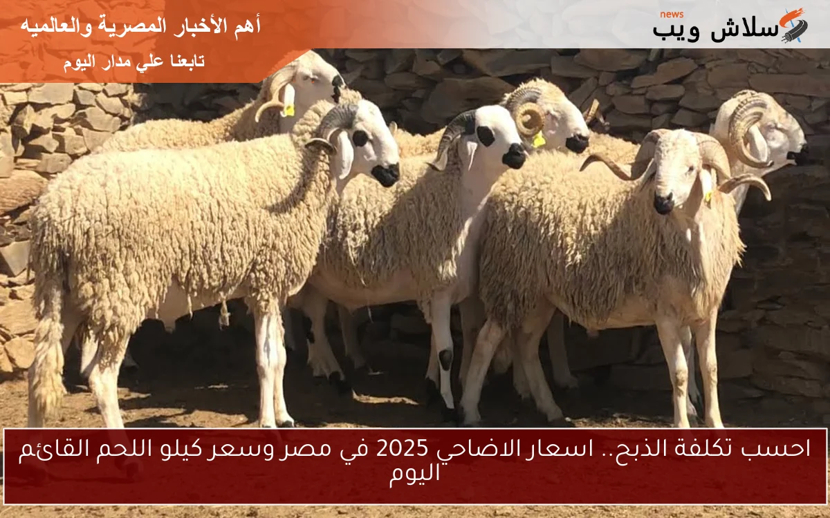 احسب تكلفة الذبح.. اسعار الاضاحي 2025 في مصر وسعر كيلو اللحم القائم اليوم