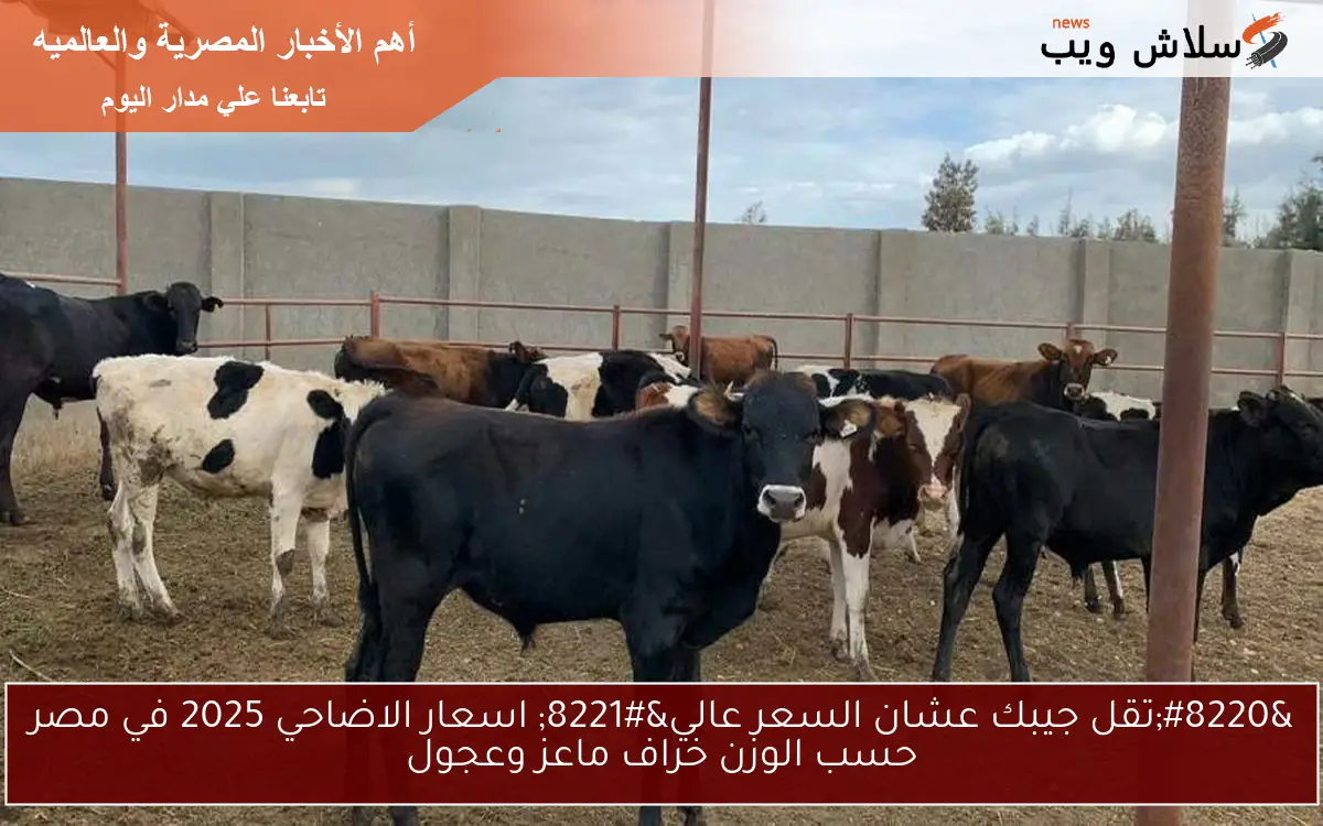 “تقل جيبك عشان السعر عالي” اسعار الاضاحي 2025 في مصر حسب الوزن خراف ماعز وعجول