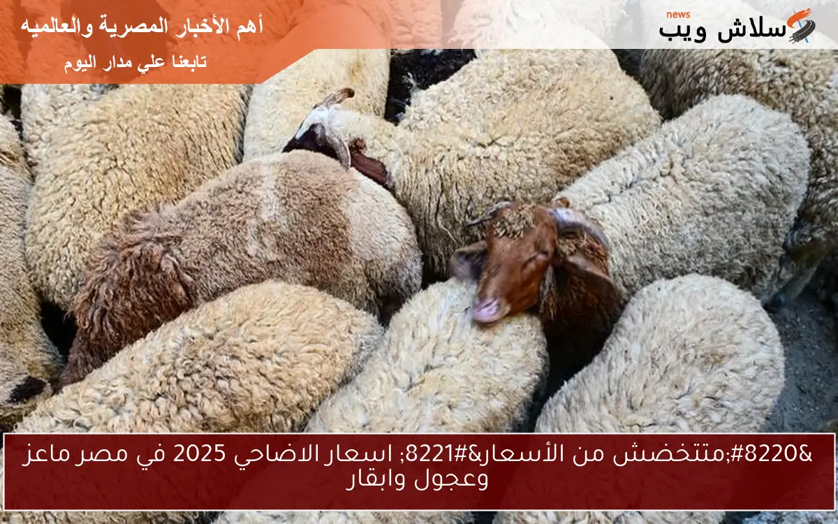 “متتخضش من الأسعار” اسعار الاضاحي 2025 في مصر ماعز وعجول وابقار