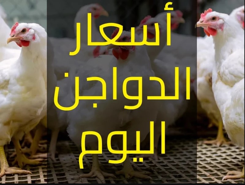 بورصة الدواجن الآن أسعار الفراخ اليوم الخميس 22\5\2025 وأخر تحديثات البيع للمستهلكين في الأسواق