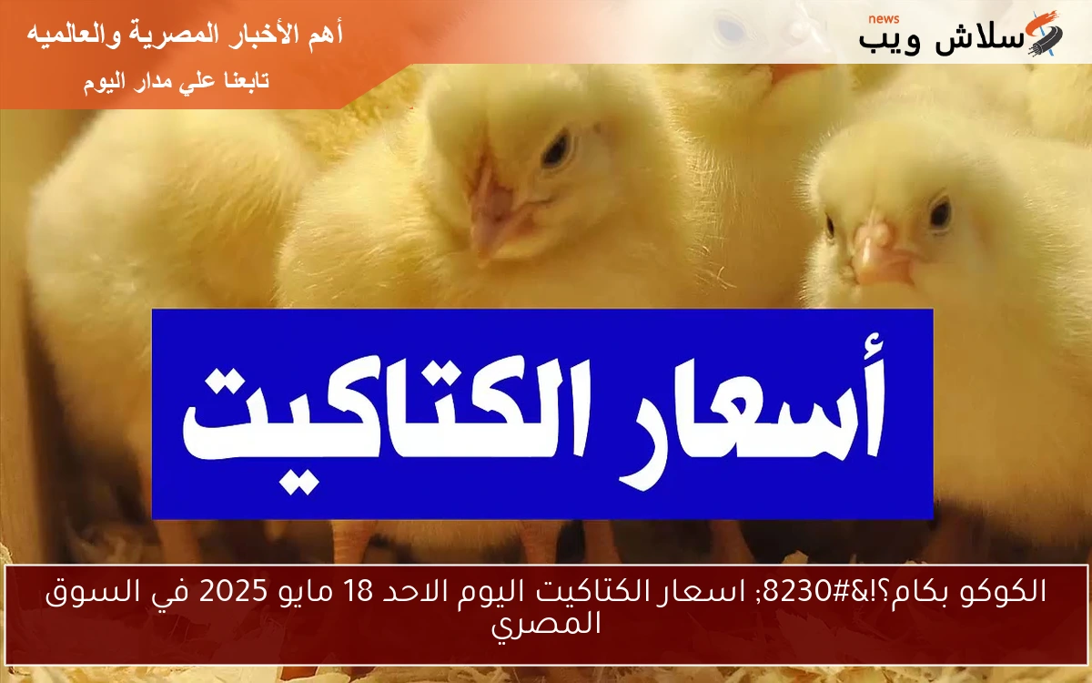 الكوكو بكام؟!… اسعار الكتاكيت اليوم الاحد 18 مايو 2025 في السوق المصري