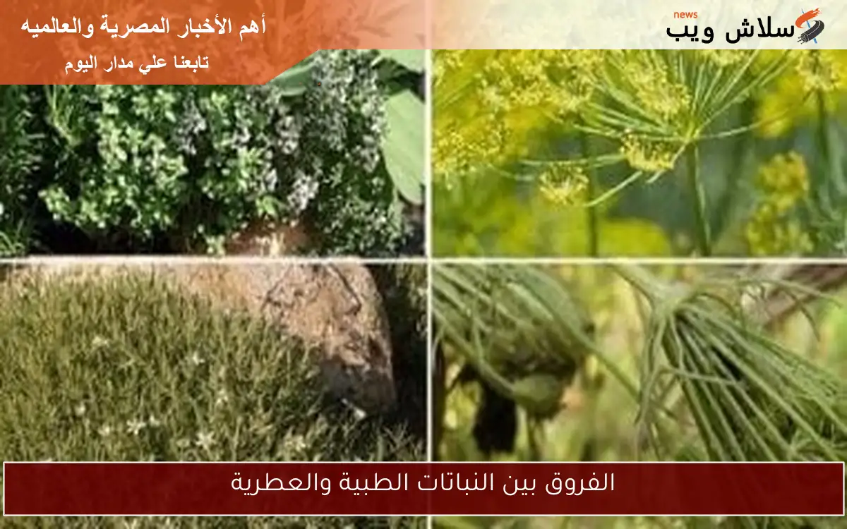 الفروق بين النباتات الطبية والعطرية