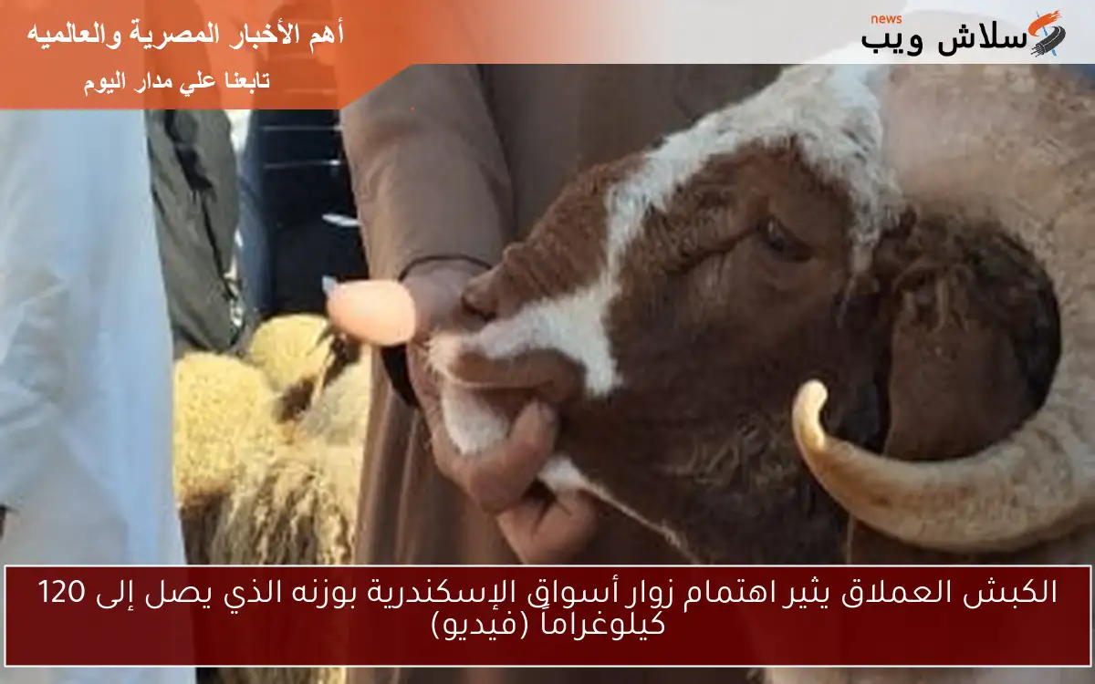 الكبش العملاق يثير اهتمام زوار أسواق الإسكندرية بوزنه الذي يصل إلى 120 كيلوغراماً (فيديو)