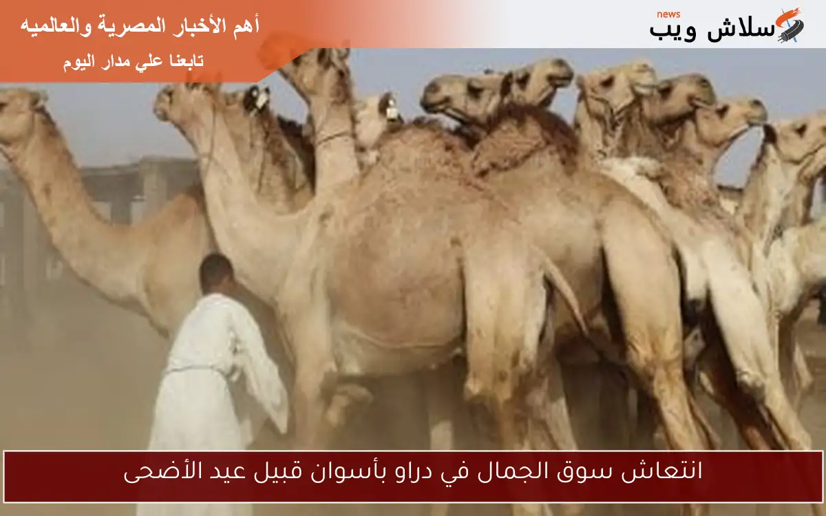 انتعاش سوق الجمال في دراو بأسوان قبيل عيد الأضحى