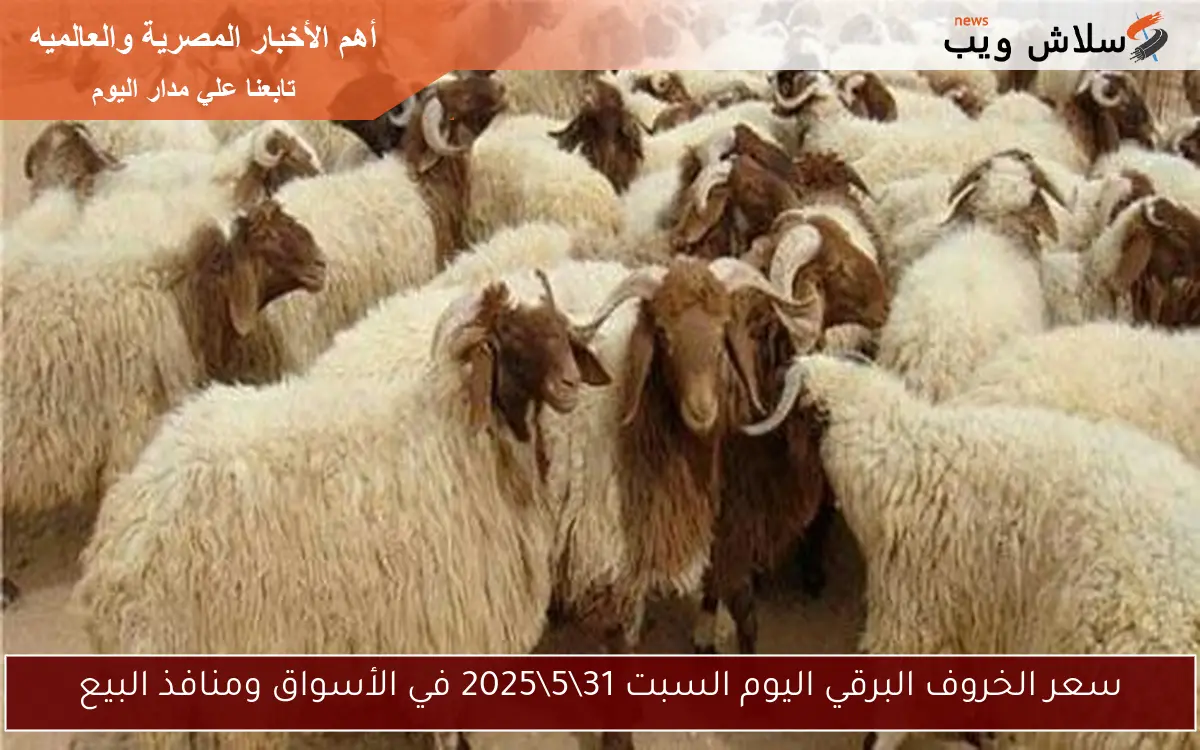 سعر الخروف البرقي اليوم السبت 3152025 في الأسواق ومنافذ البيع 2 سعر الخروف البرقي اليوم السبت 31\5\2025 في الأسواق ومنافذ البيع