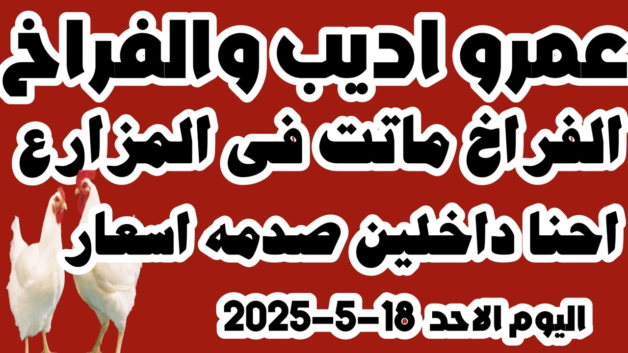 سعر الفراخ البيضاء اليوم