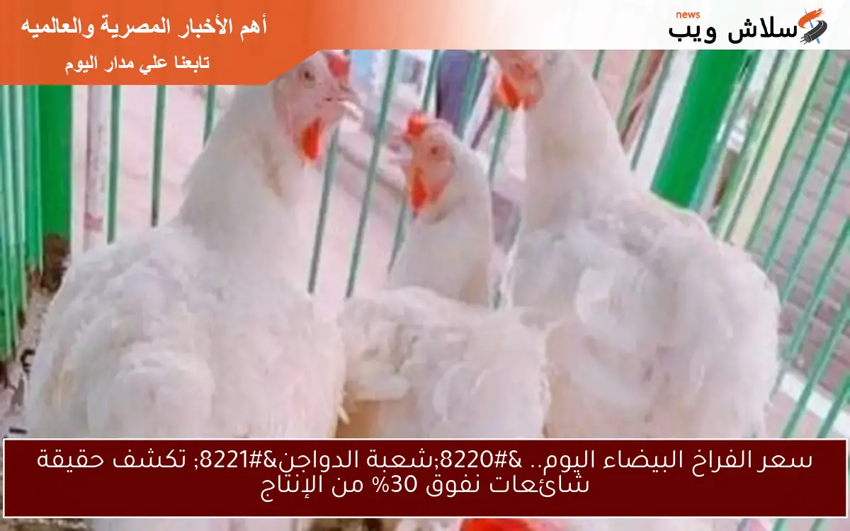 سعر الفراخ البيضاء اليوم.. “شعبة الدواجن” تكشف حقيقة شائعات نفوق 30% من الإنتاج