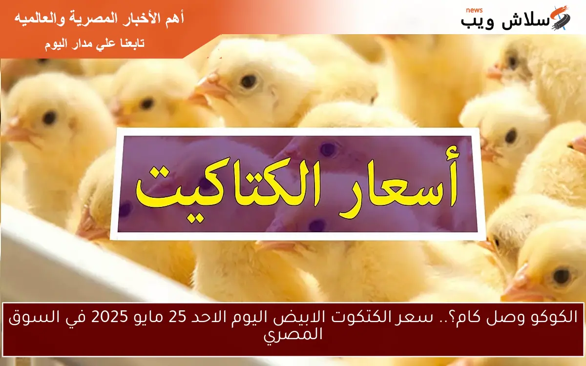 الكوكو بكام؟.. سعر الكتكوت الابيض اليوم الاحد 25 مايو 2025 في السوق المصري