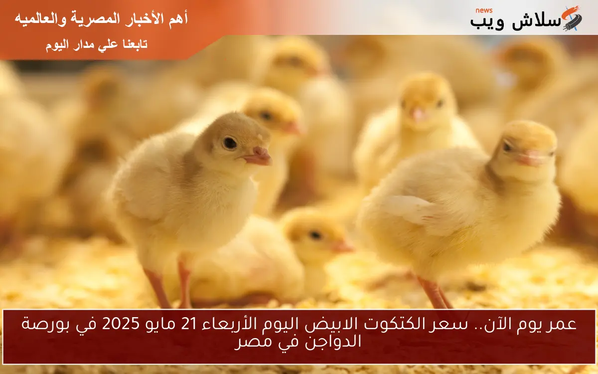 kOKO بكام عمر يوم الآن.. سعر الكتكوت الابيض اليوم الخميس 22 مايو 2025 في بورصة الدواجن في مصر